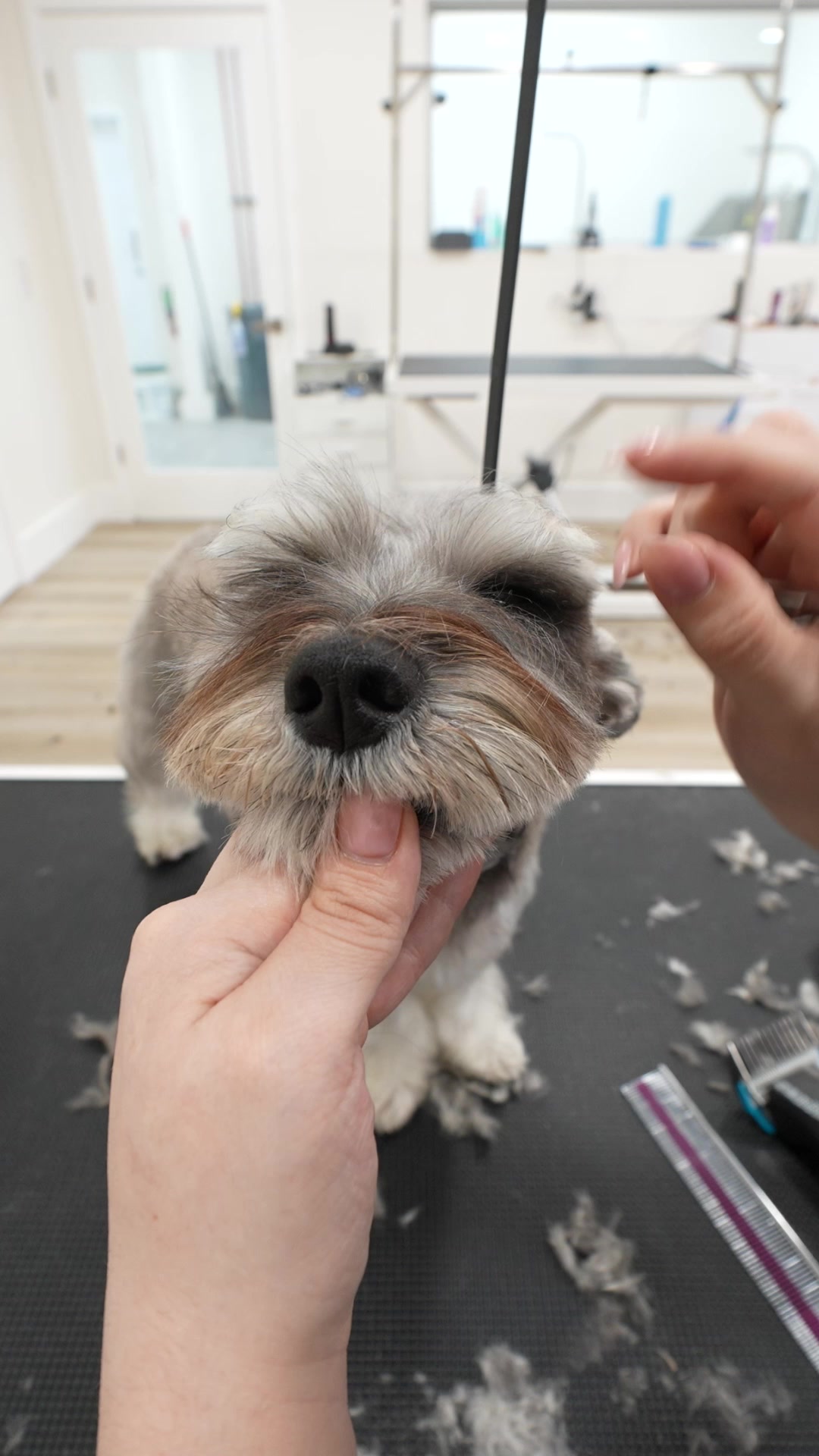 @NorCal Grooming Academy