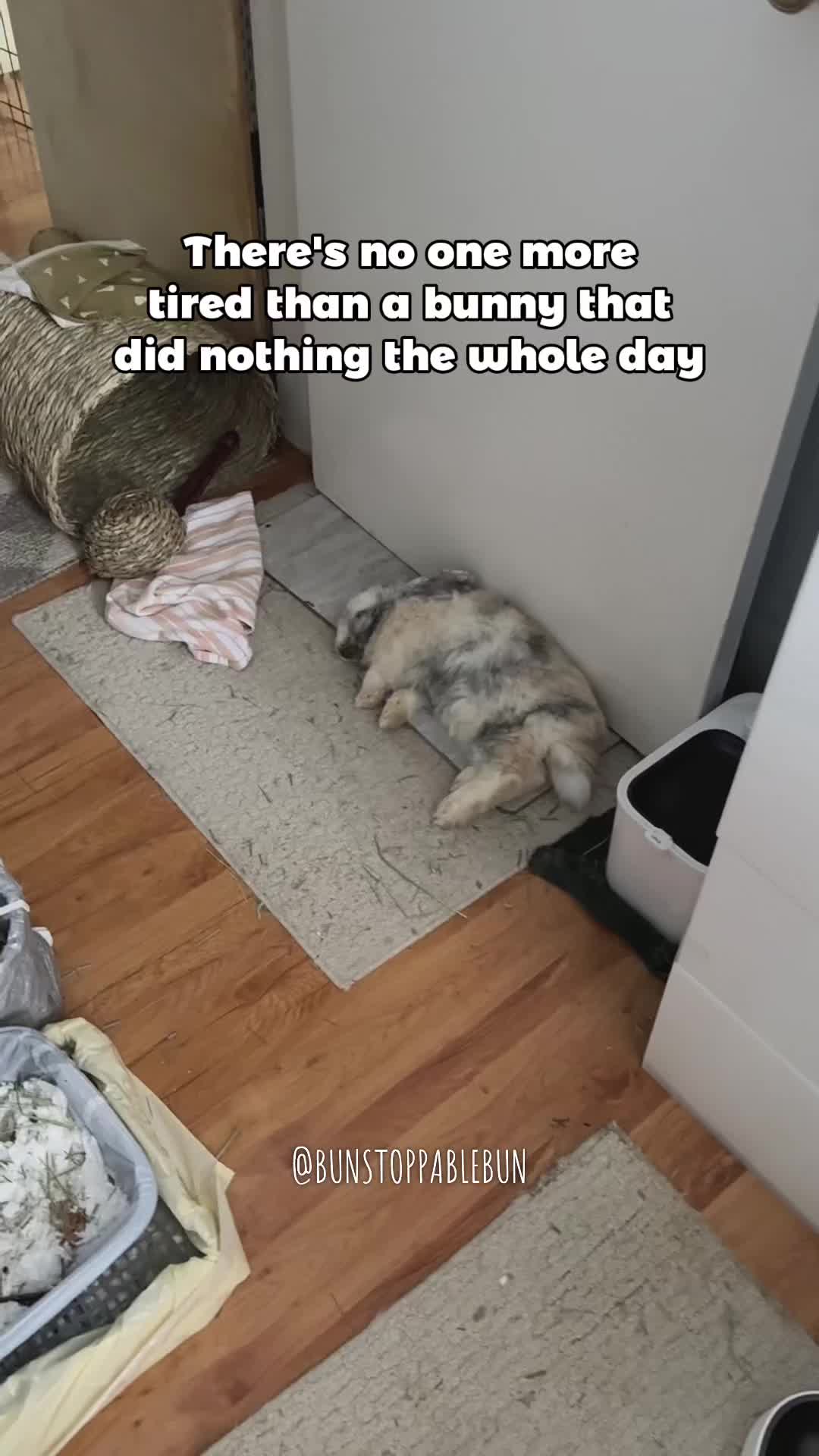 @BunBun, Mochi🌈, Chewy