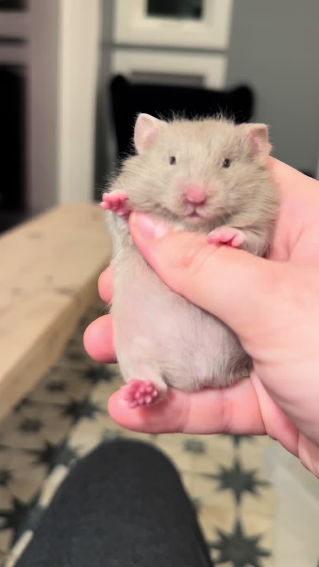 @Poppy Bee Hamstery