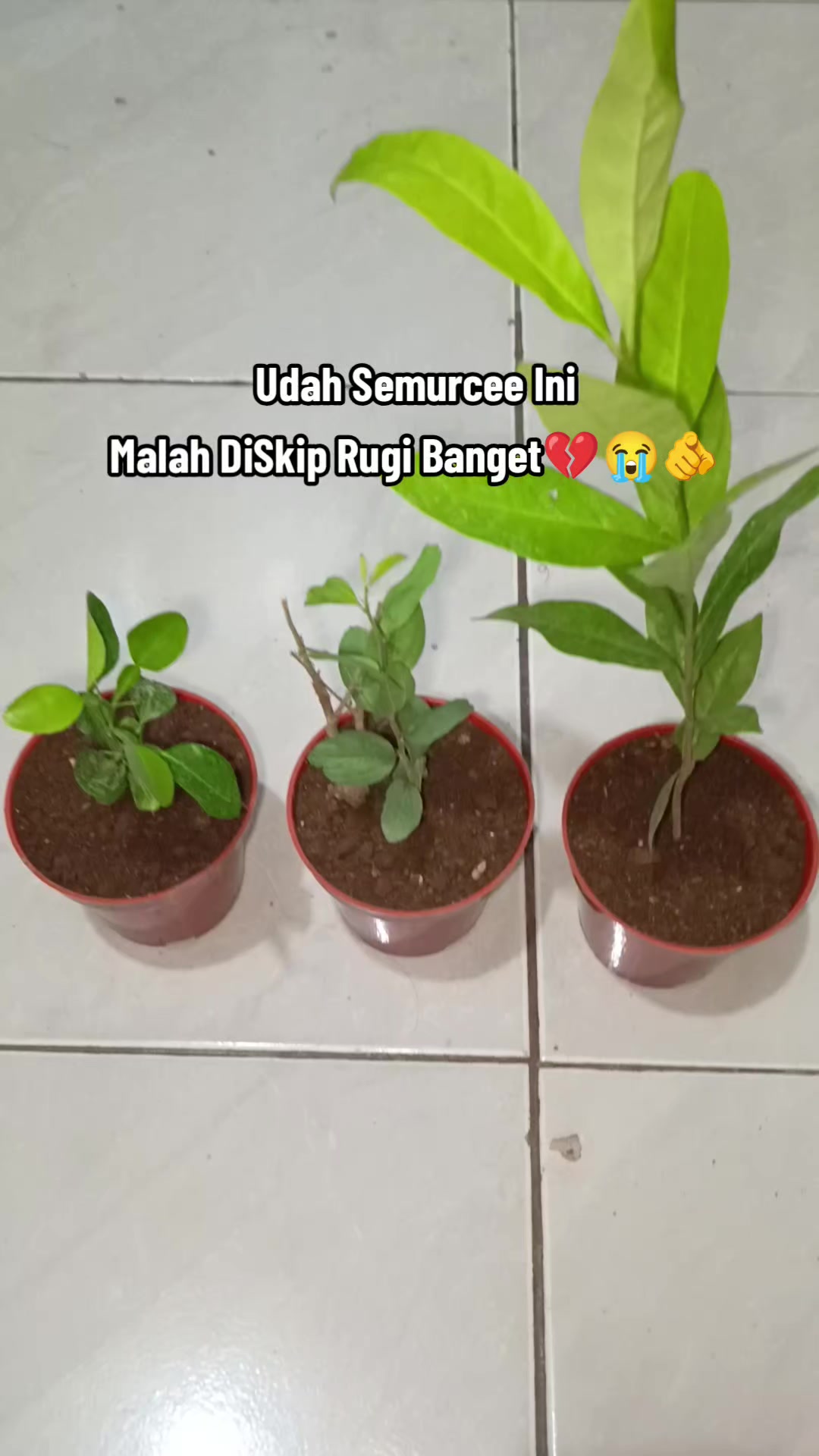 @Pejuang Garis Dua🦋🫶🫰🥀