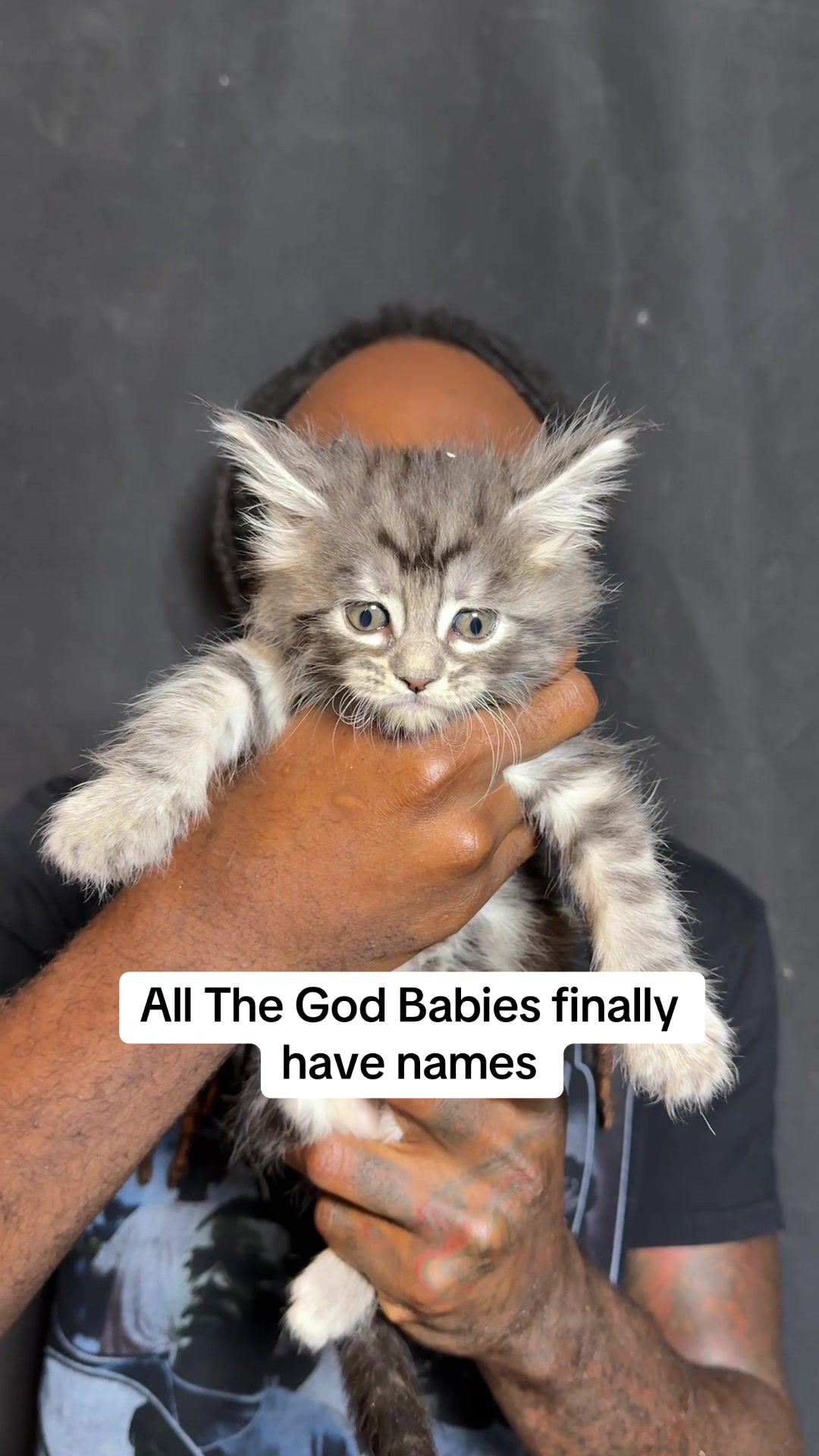 @Tycoon_Mainecoons