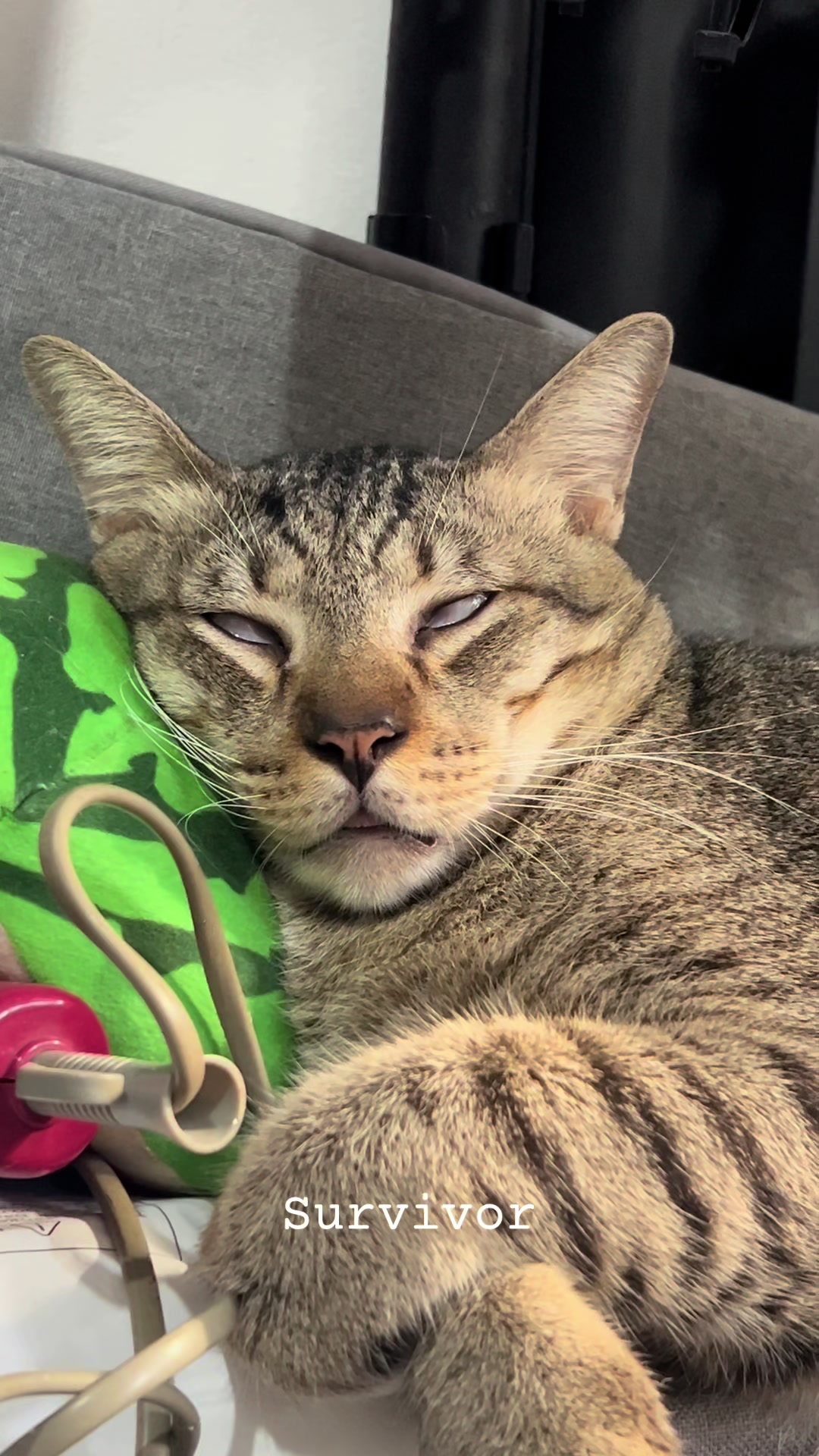 @17meows