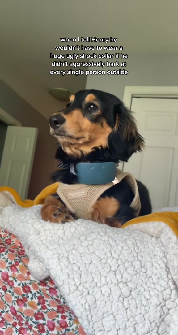 @Henry the mini dachshund