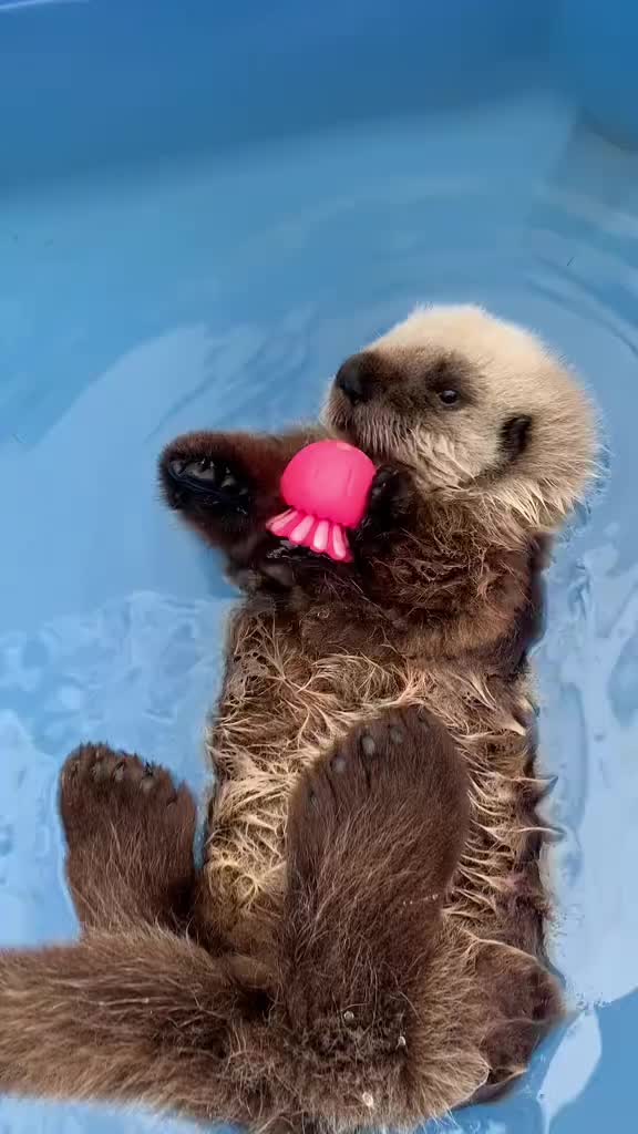 @Marine Mammal Rescue Society