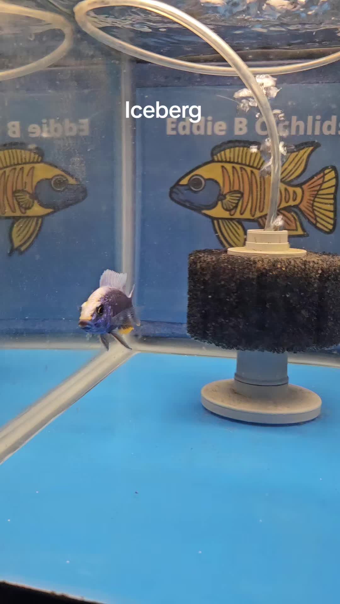 @EddieBcichlids