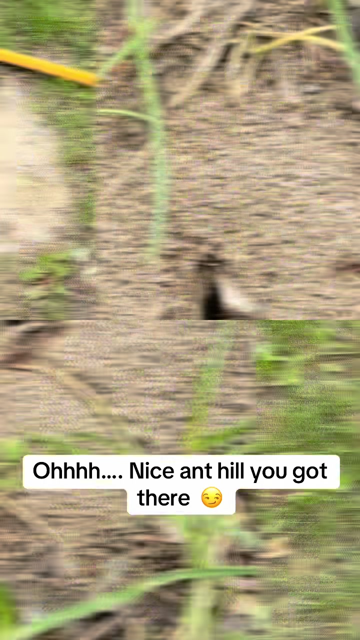 @ProBugSolutions