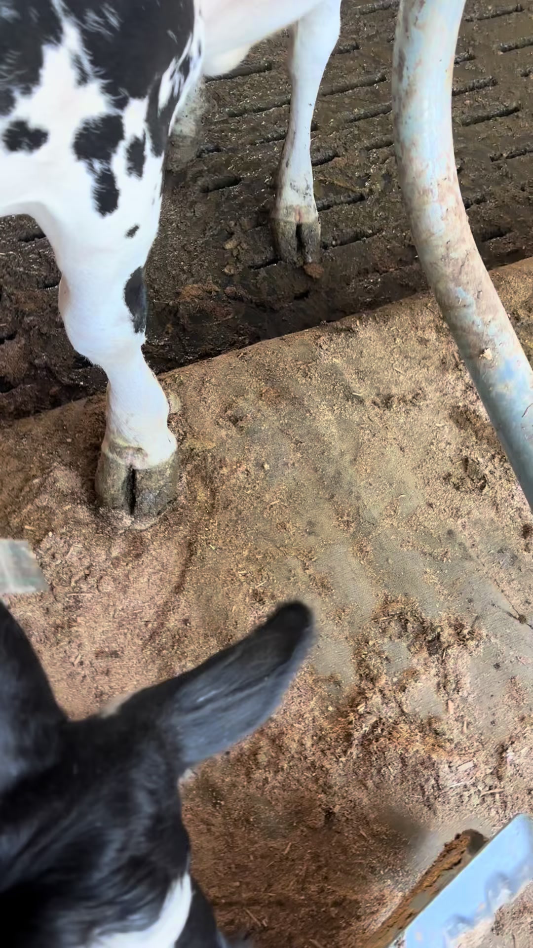 @Pingrey Family Farm LLC
