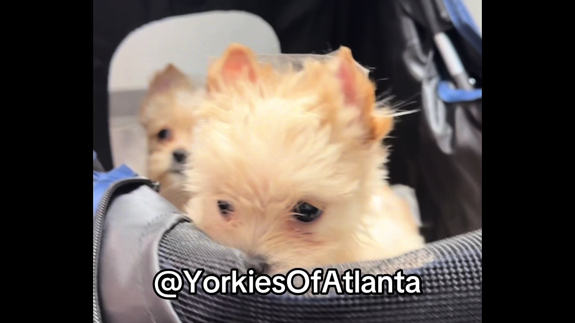 @Yorkies Of Atlanta
