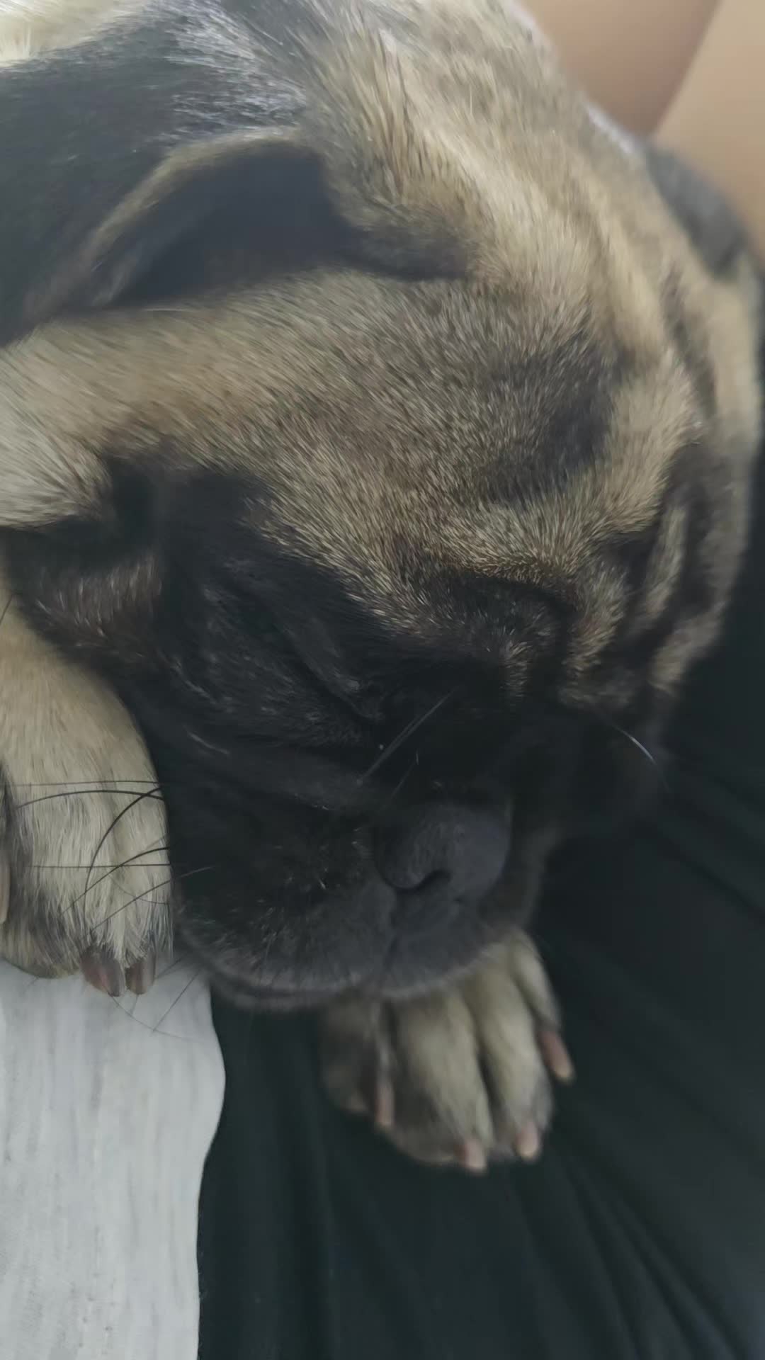 @Lizzylapug🐶🌸