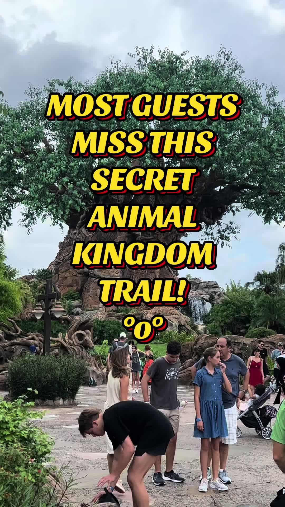 @lifetimeofmagic