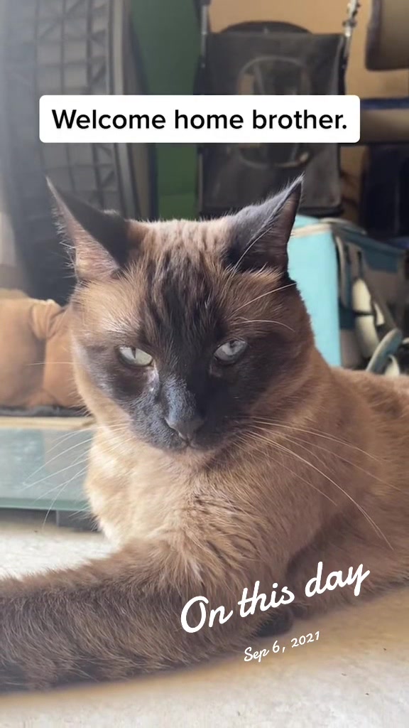 @Therapy Cat Roger & Family
