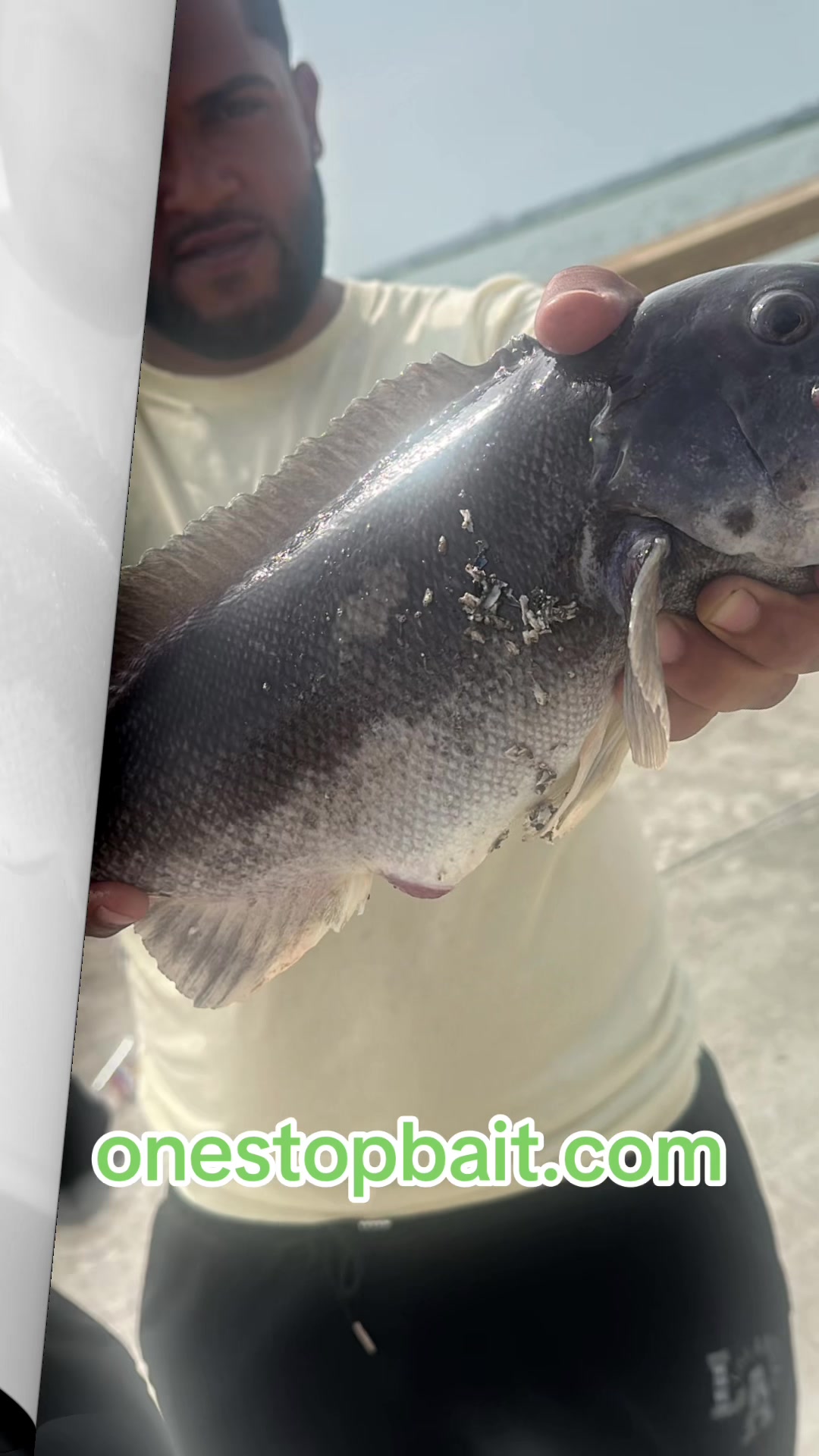 @One stop bait & tackle