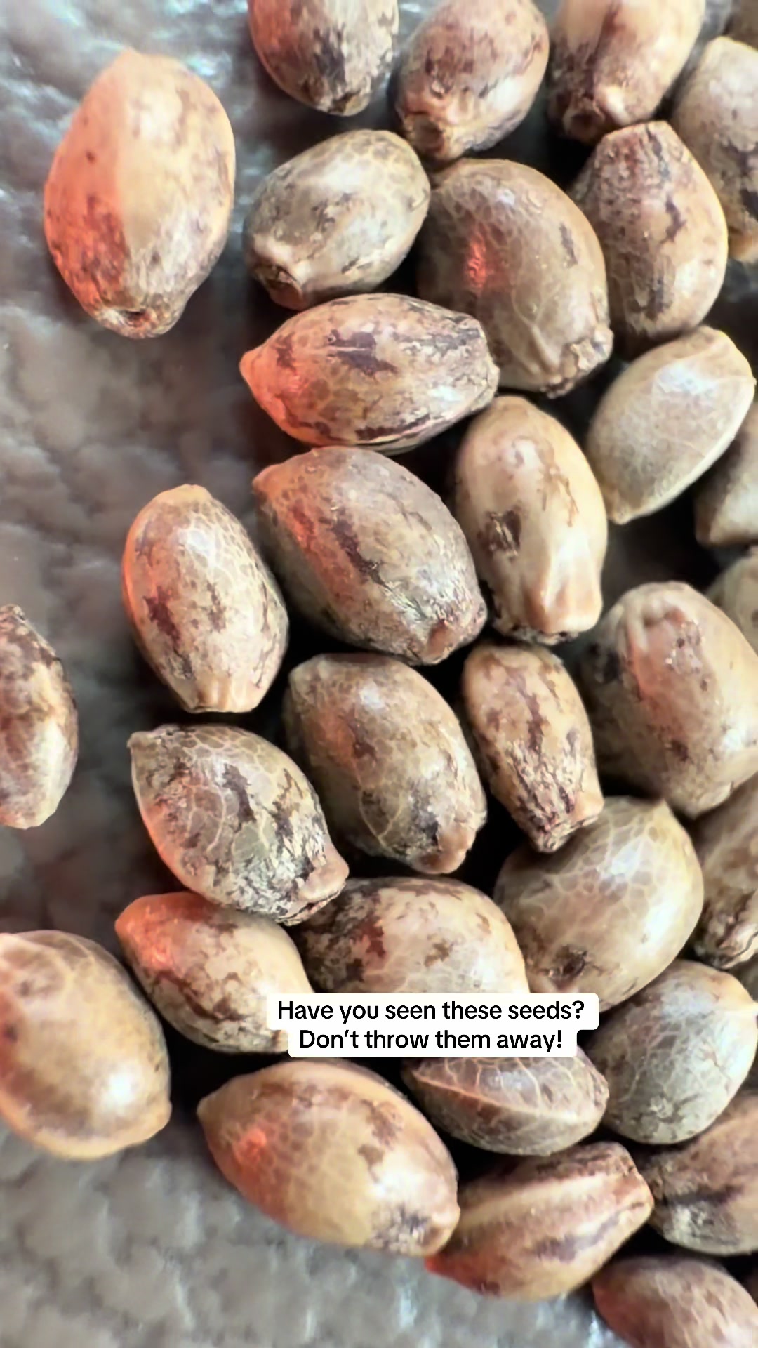 @SEEDTIVA