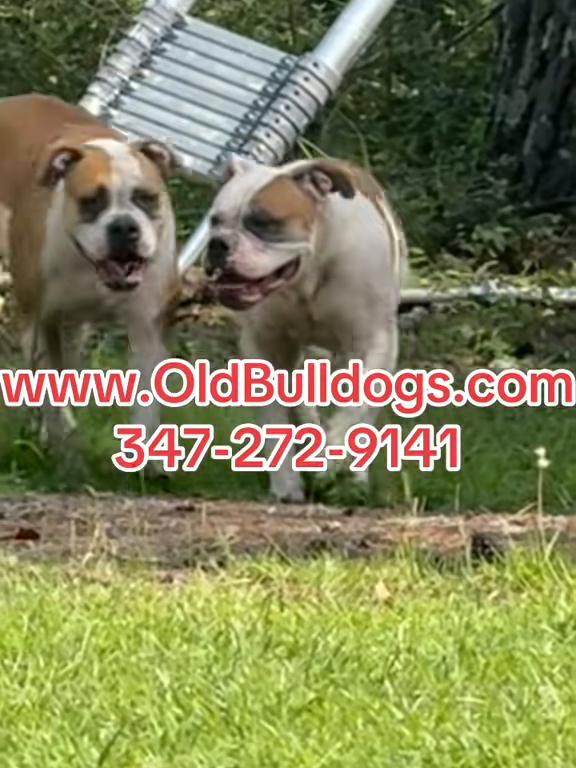 @OGMasterOfAllBulldogs