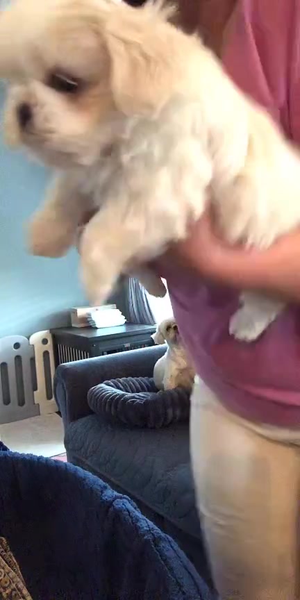 @Twilight Shih Tzu