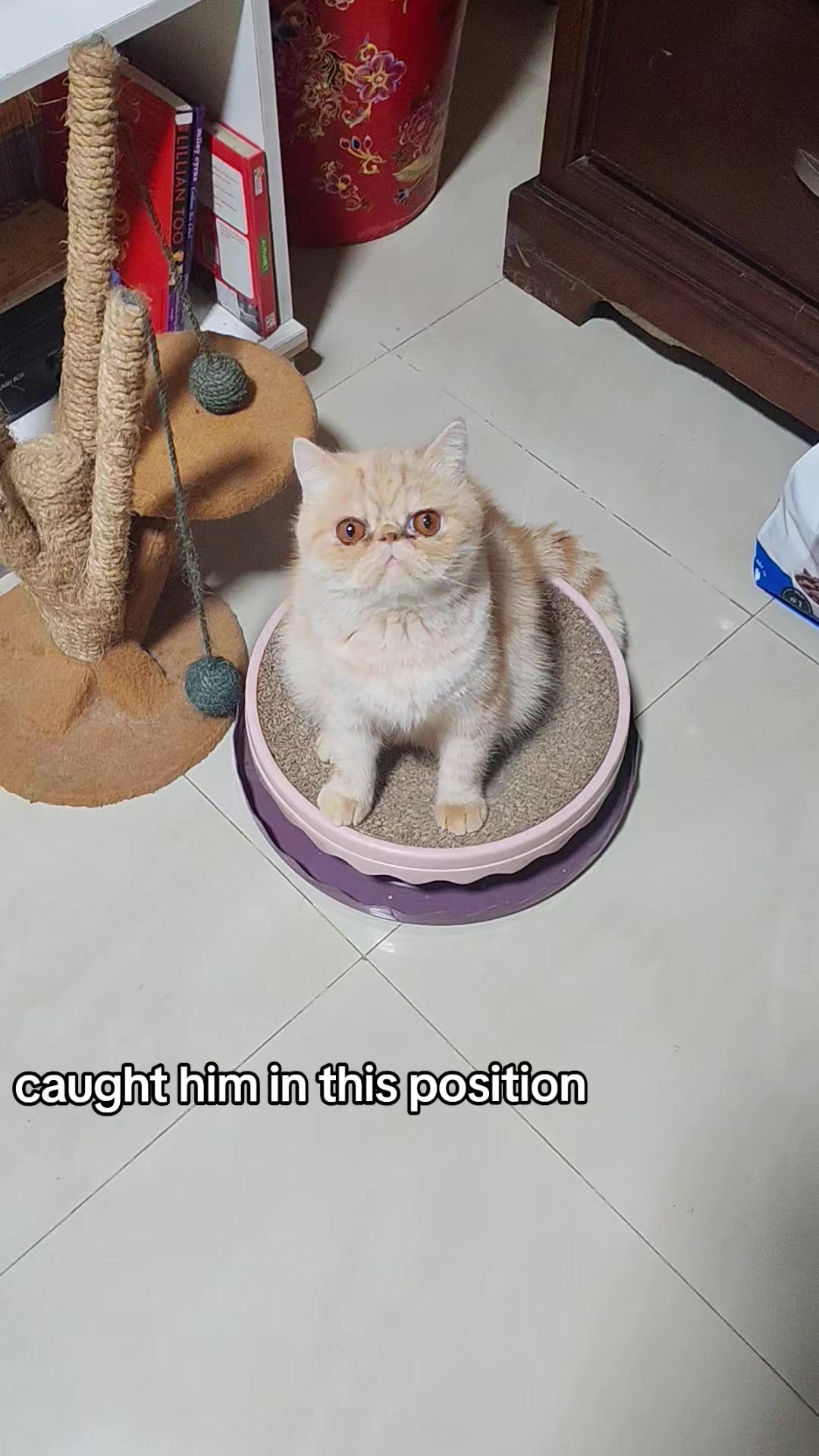 @UniqueClaw Cattery