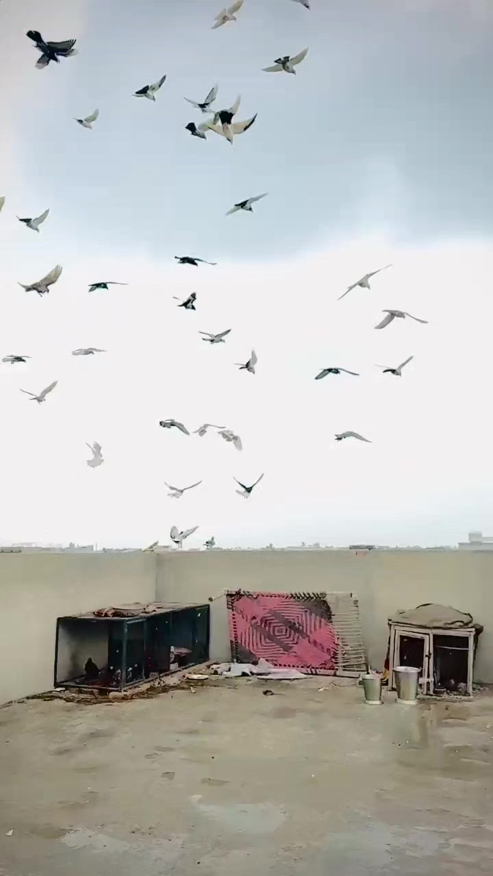 @عدیل رحمن لیہ وال کبوتر باز