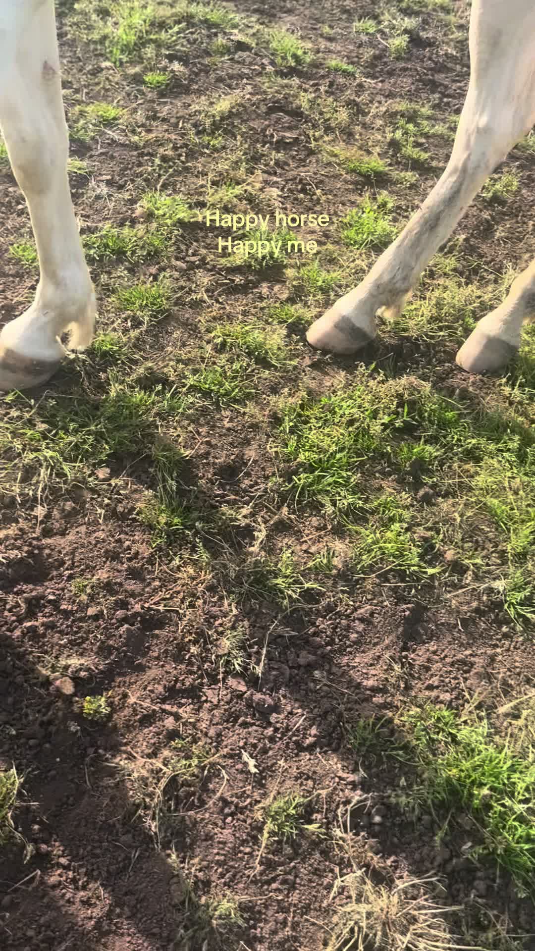 @🇳🇱 yara’s horselife 🇳🇱