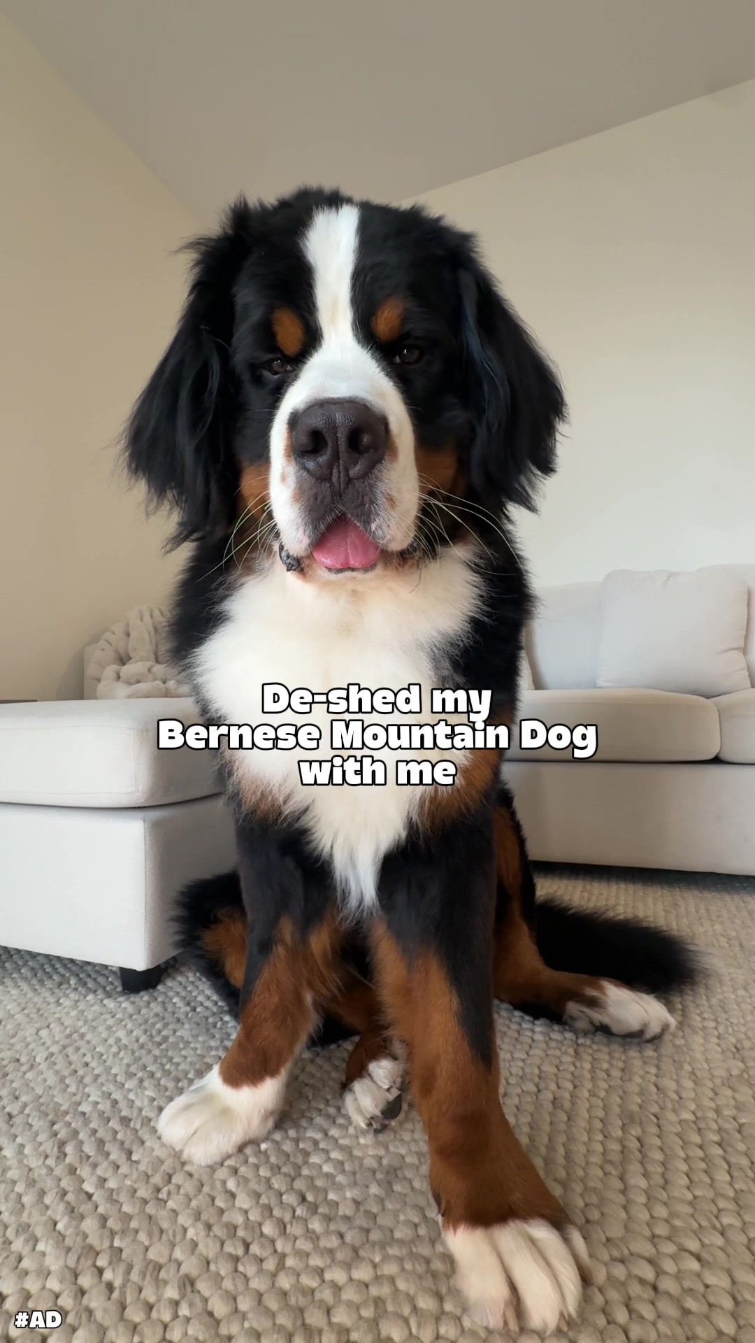 @CJ The Bernese
