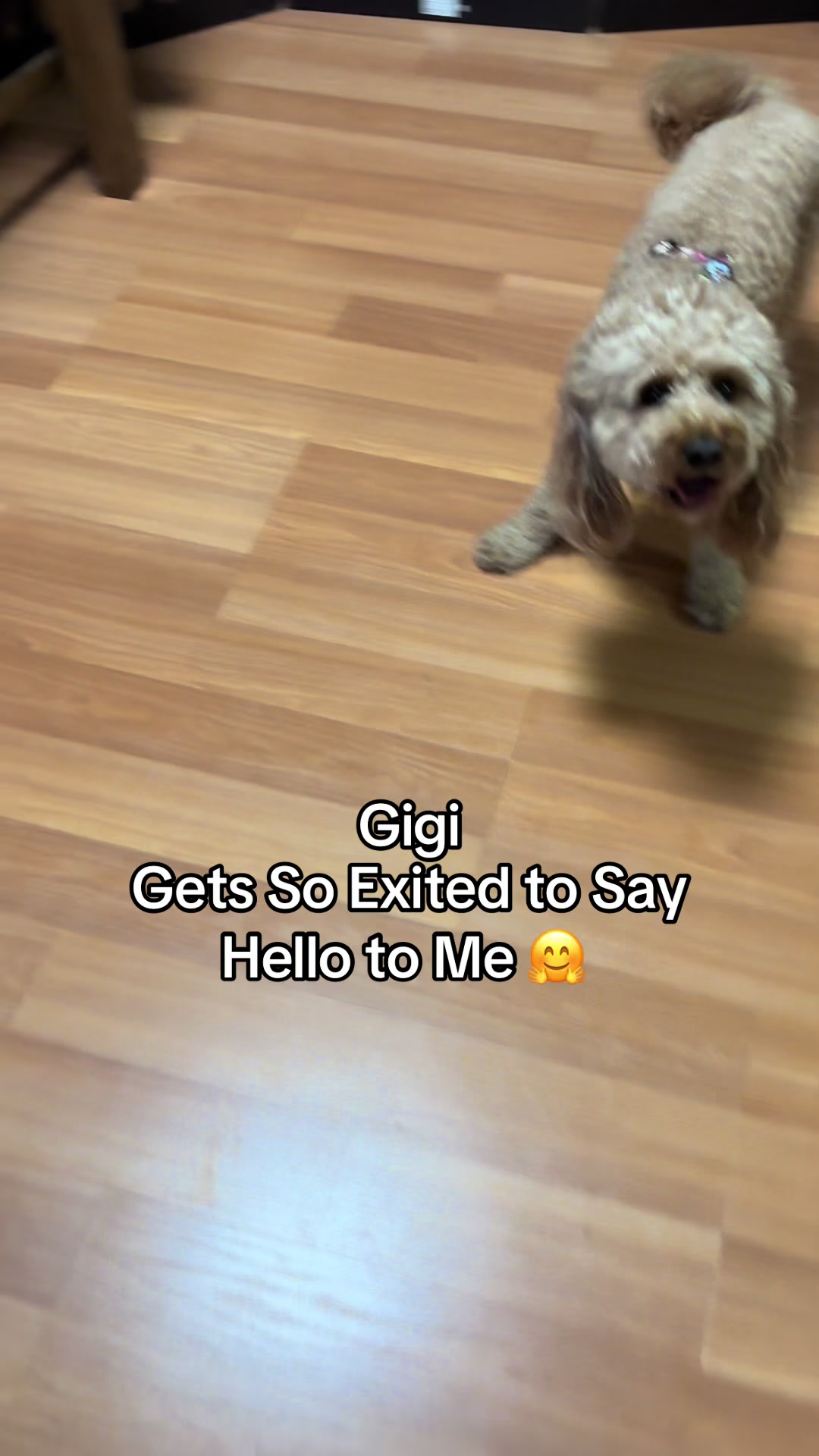 @K9StayCation