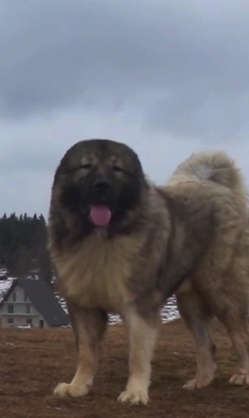 @k9fieldguide