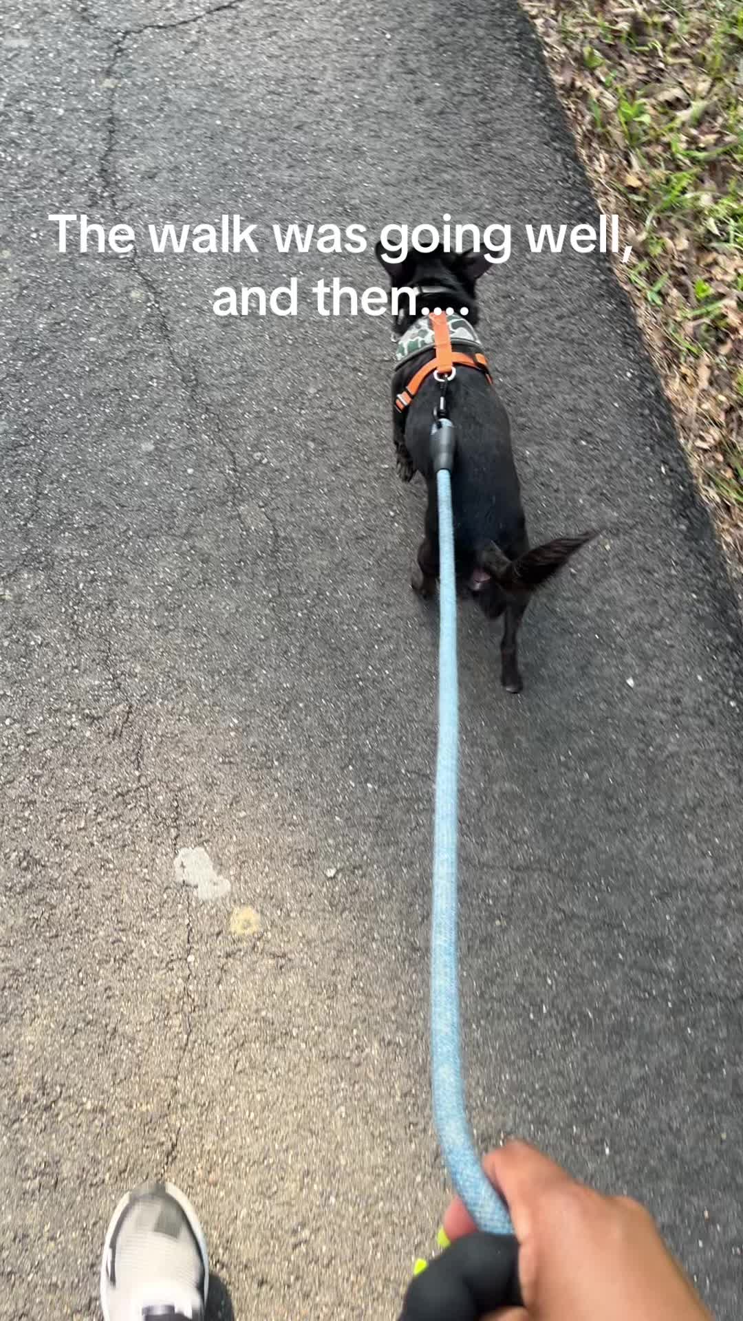 @Blackjack_Chihuahua