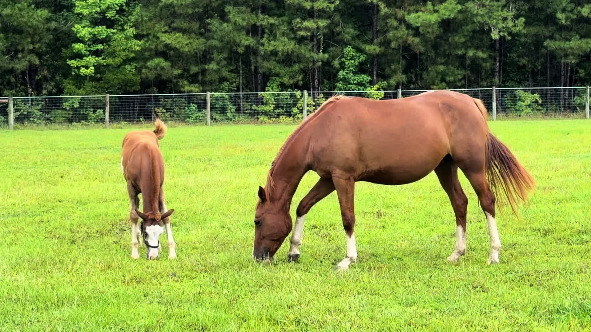 @NKEquestrian