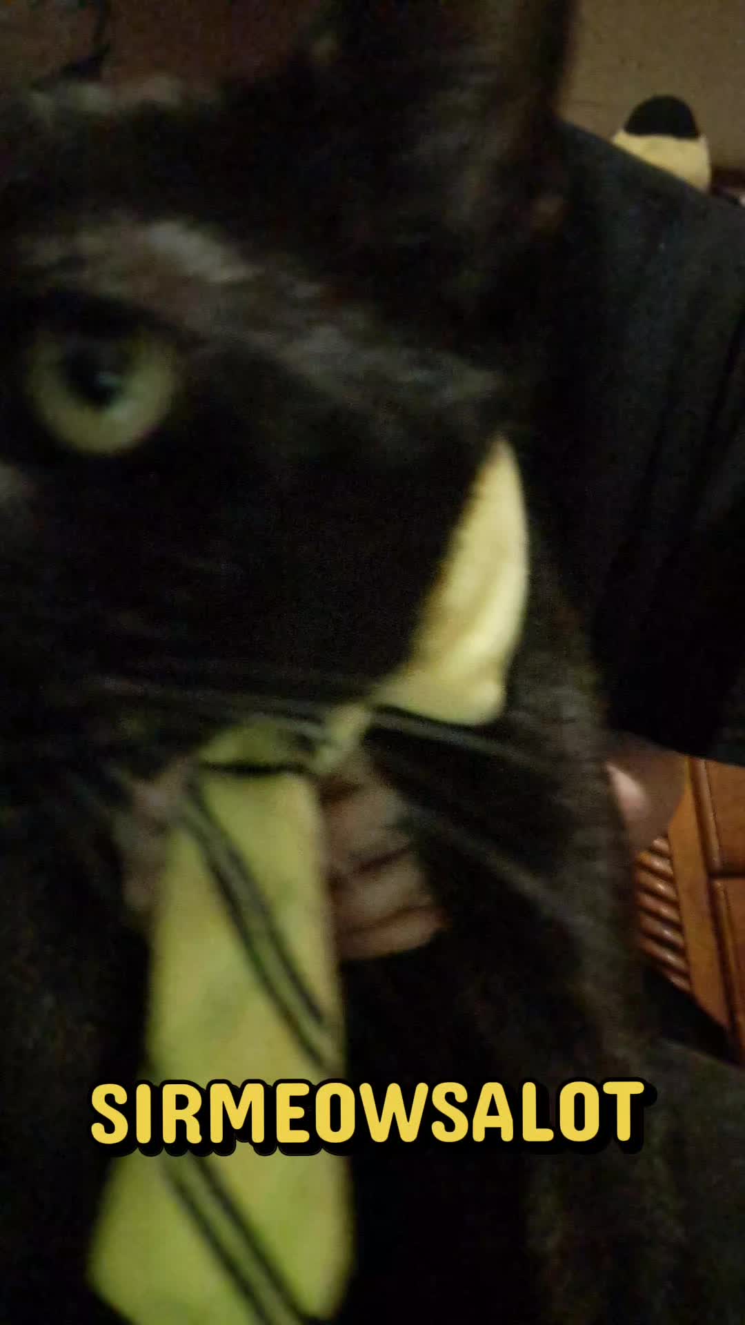 @sirmeowsalot HAVER 🐈⬛👔