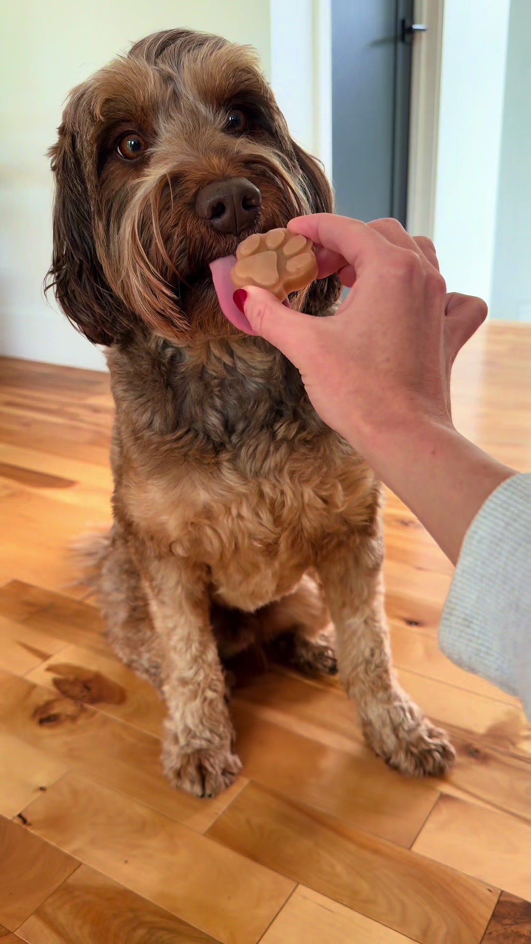 @Dogs Made Simple