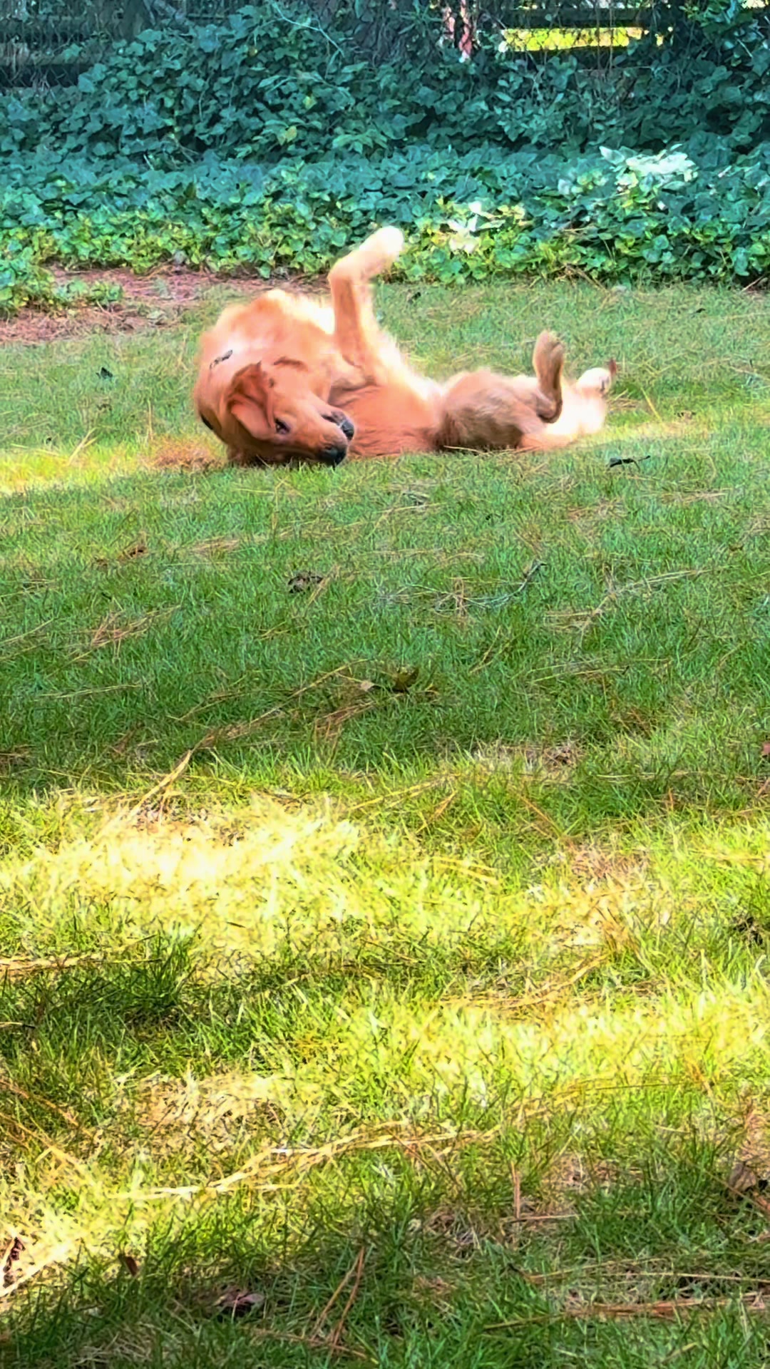 @Charlie the Golden
