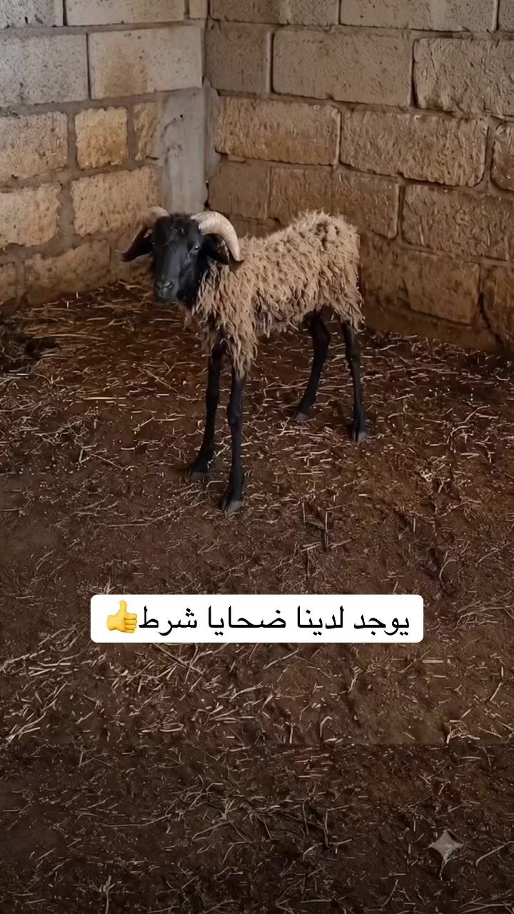 @عبدالله التميمي