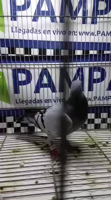 @Camilo
