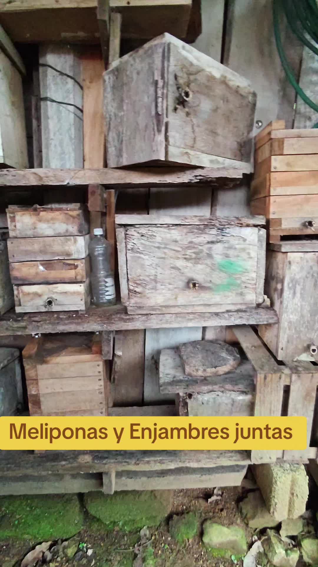 @santuario de las meliponas