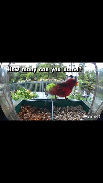 @Backyardbirdz