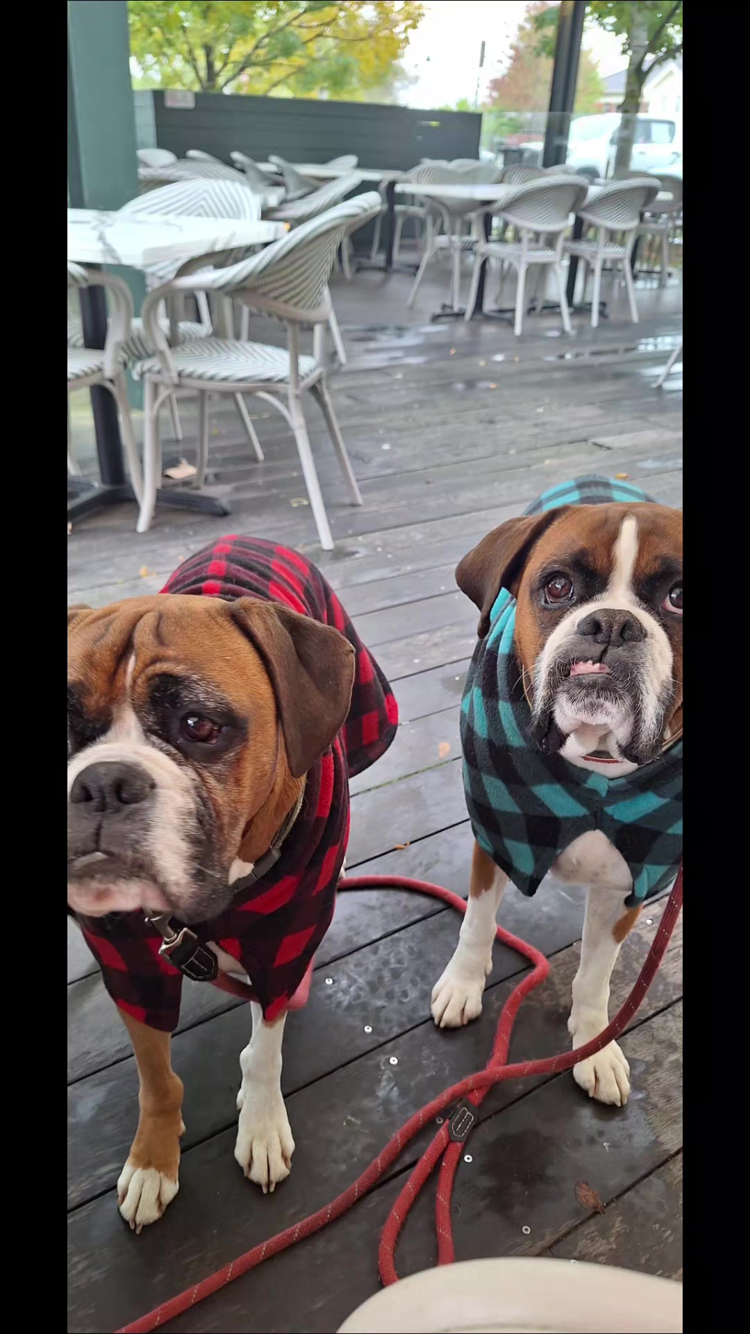 @boxerbrothers73