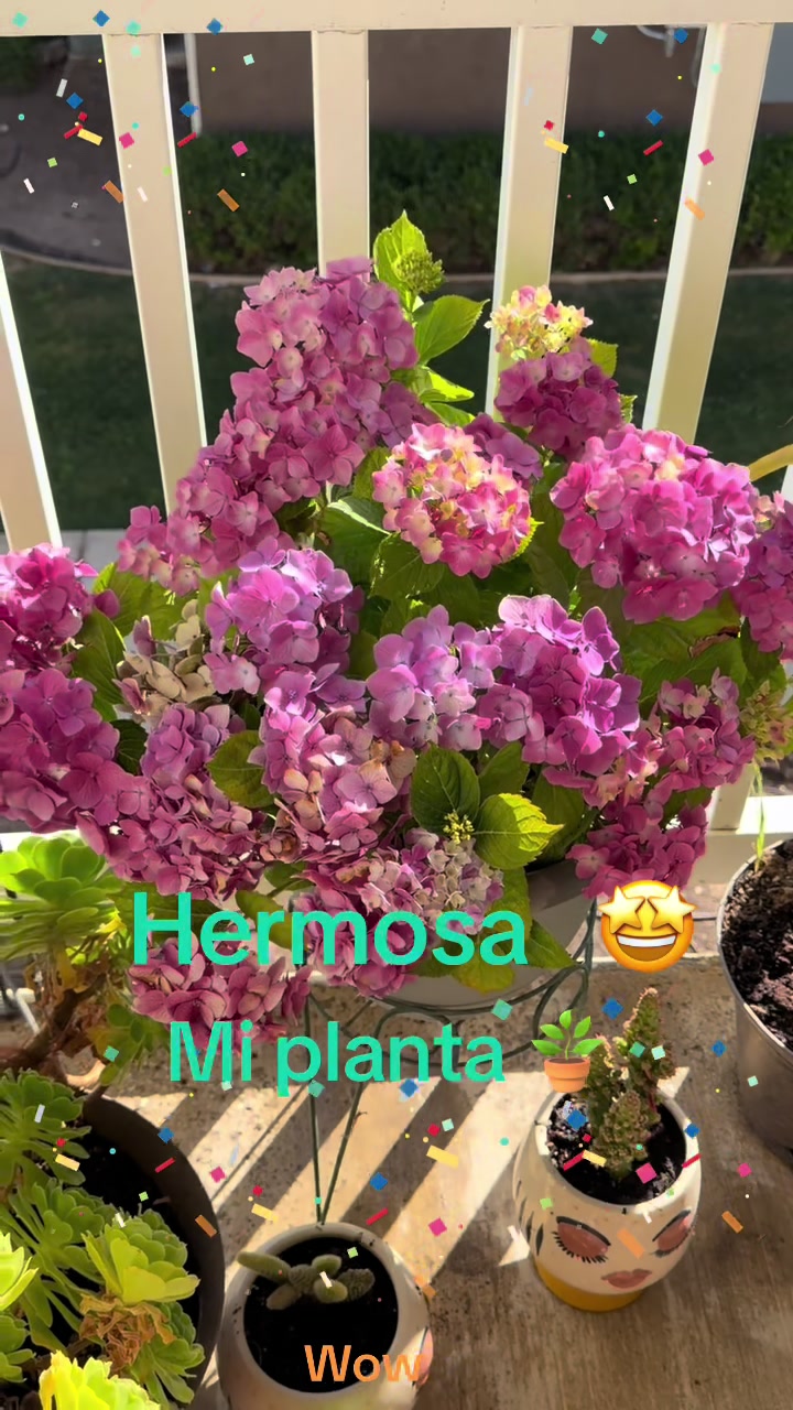 @Chela A367