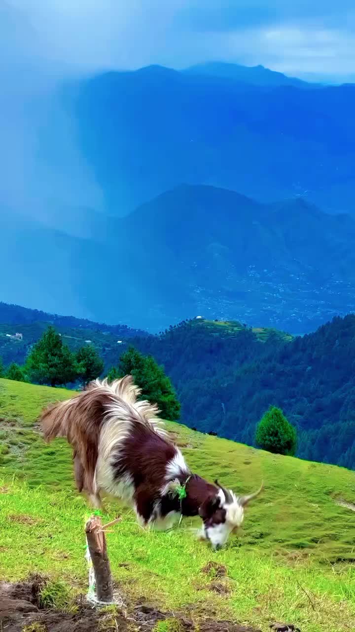 @Ameenulhaq