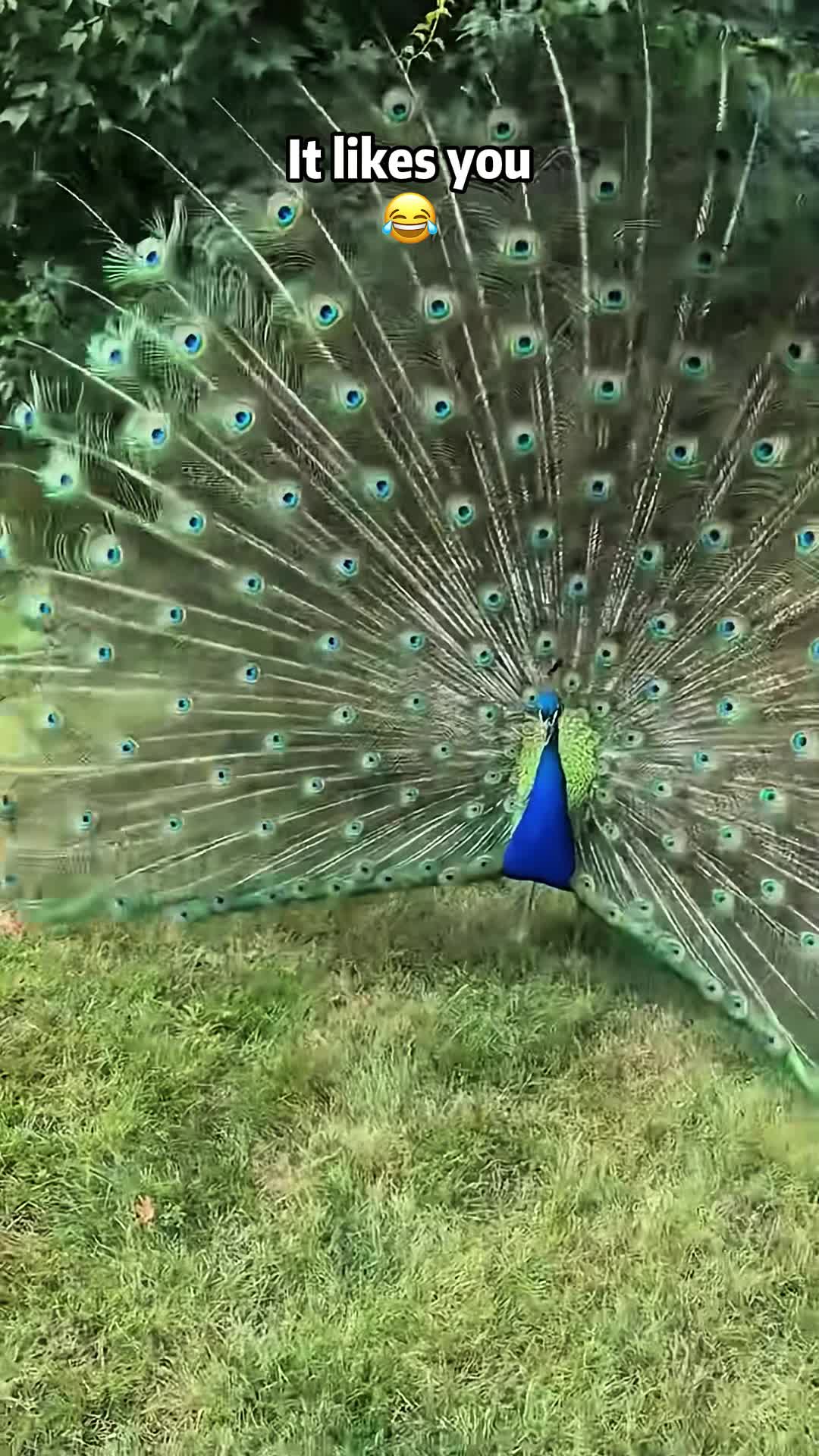 @laugho2
