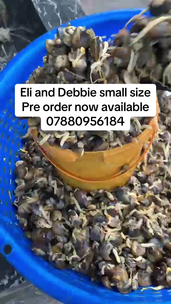 @Ellie and Debbie Palm Oil
