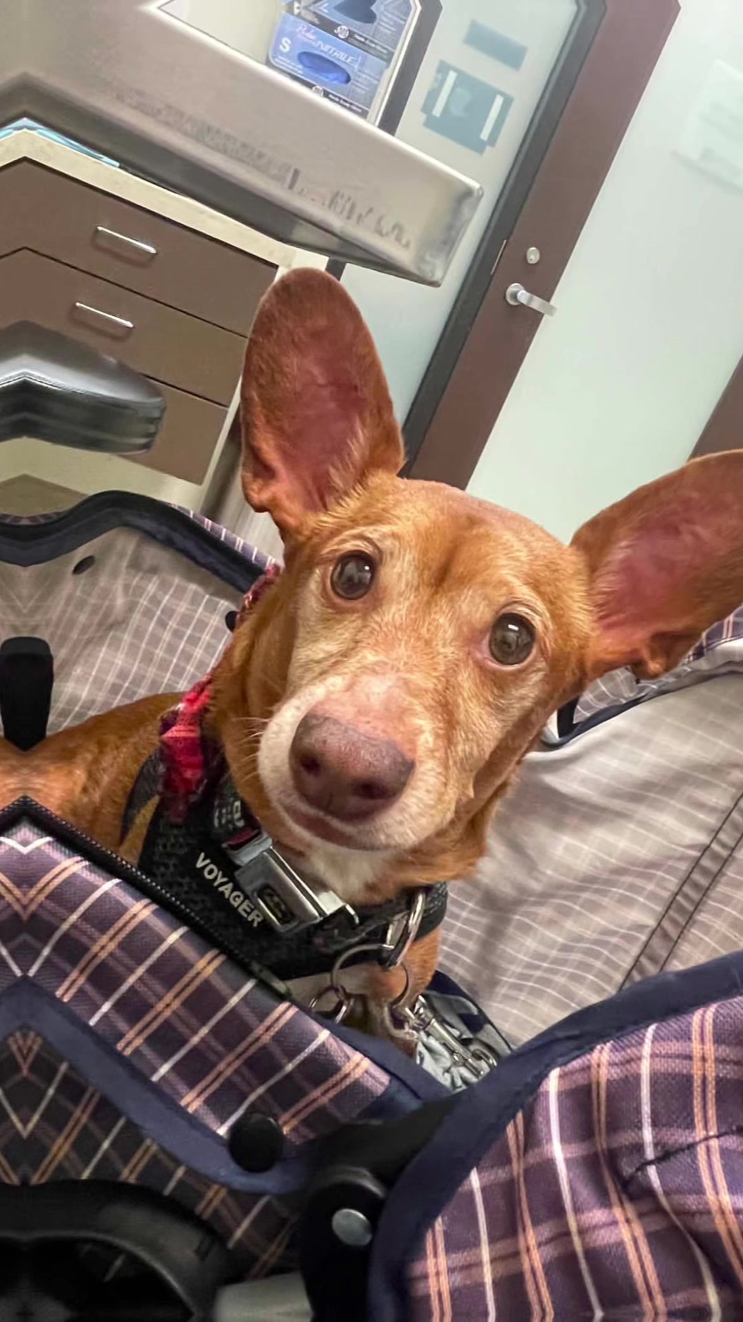 @Oscar the Chiweenie ✌️💙🐾