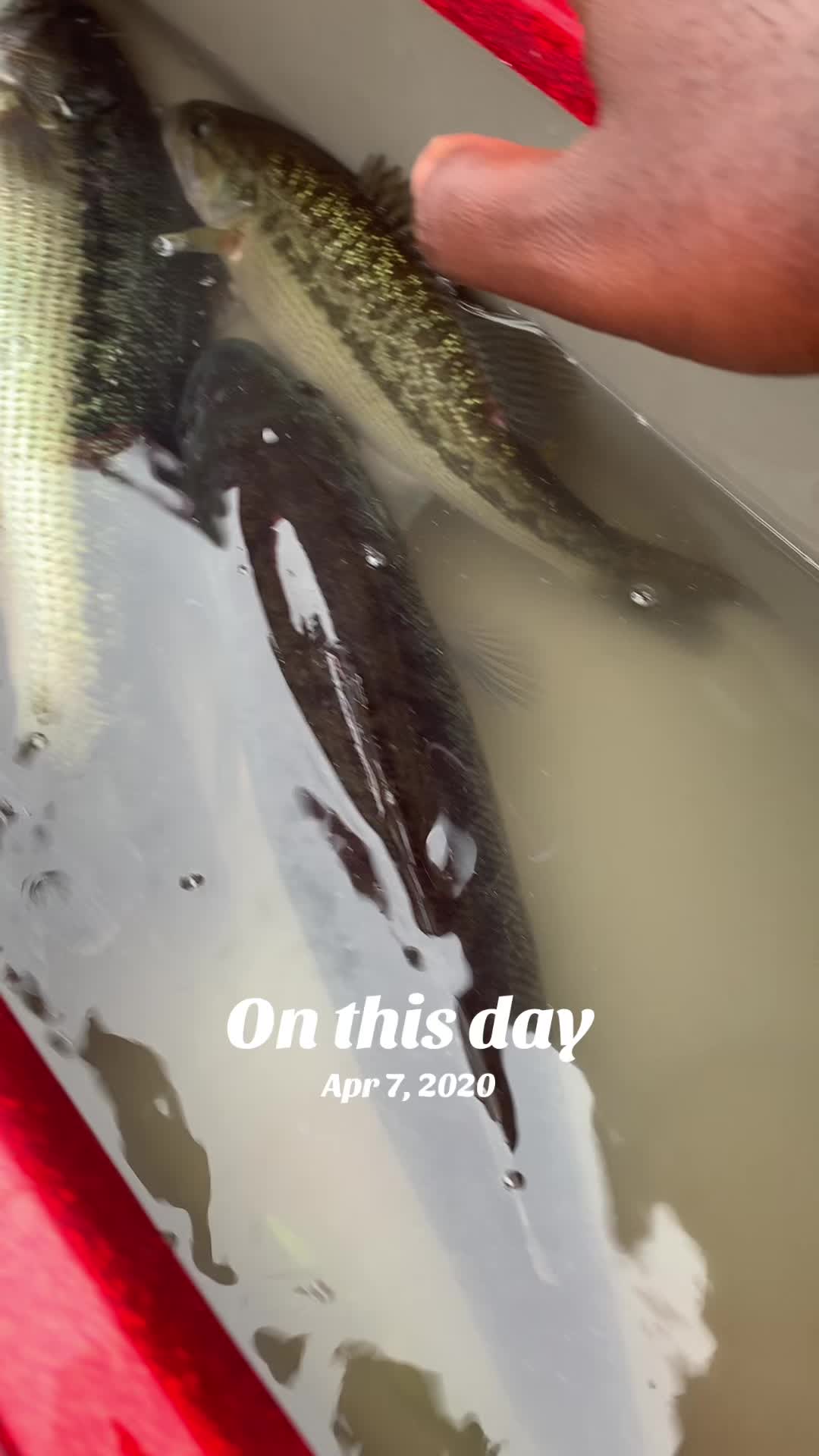 @thgfishing