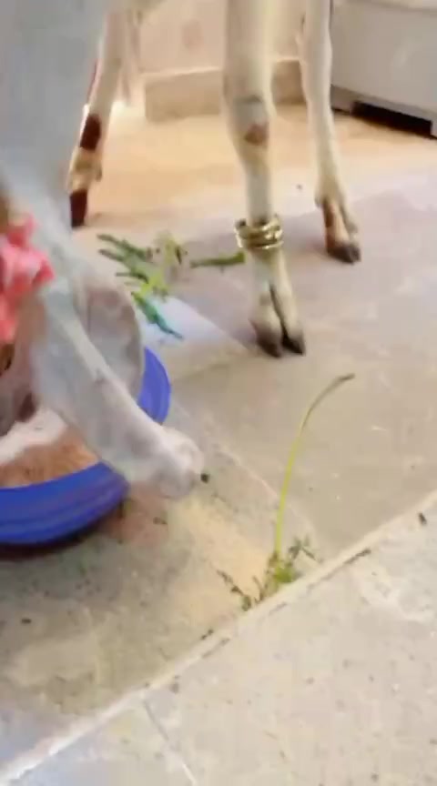 @Ąřśhmăh Şhéíķh