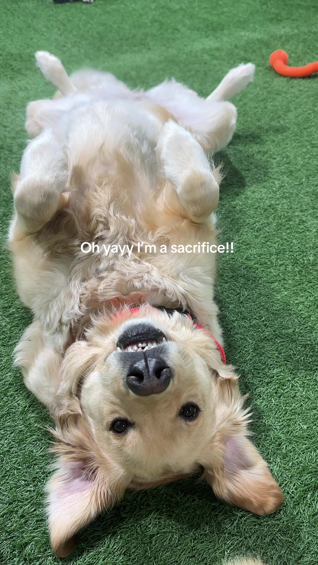 @Camp Canine