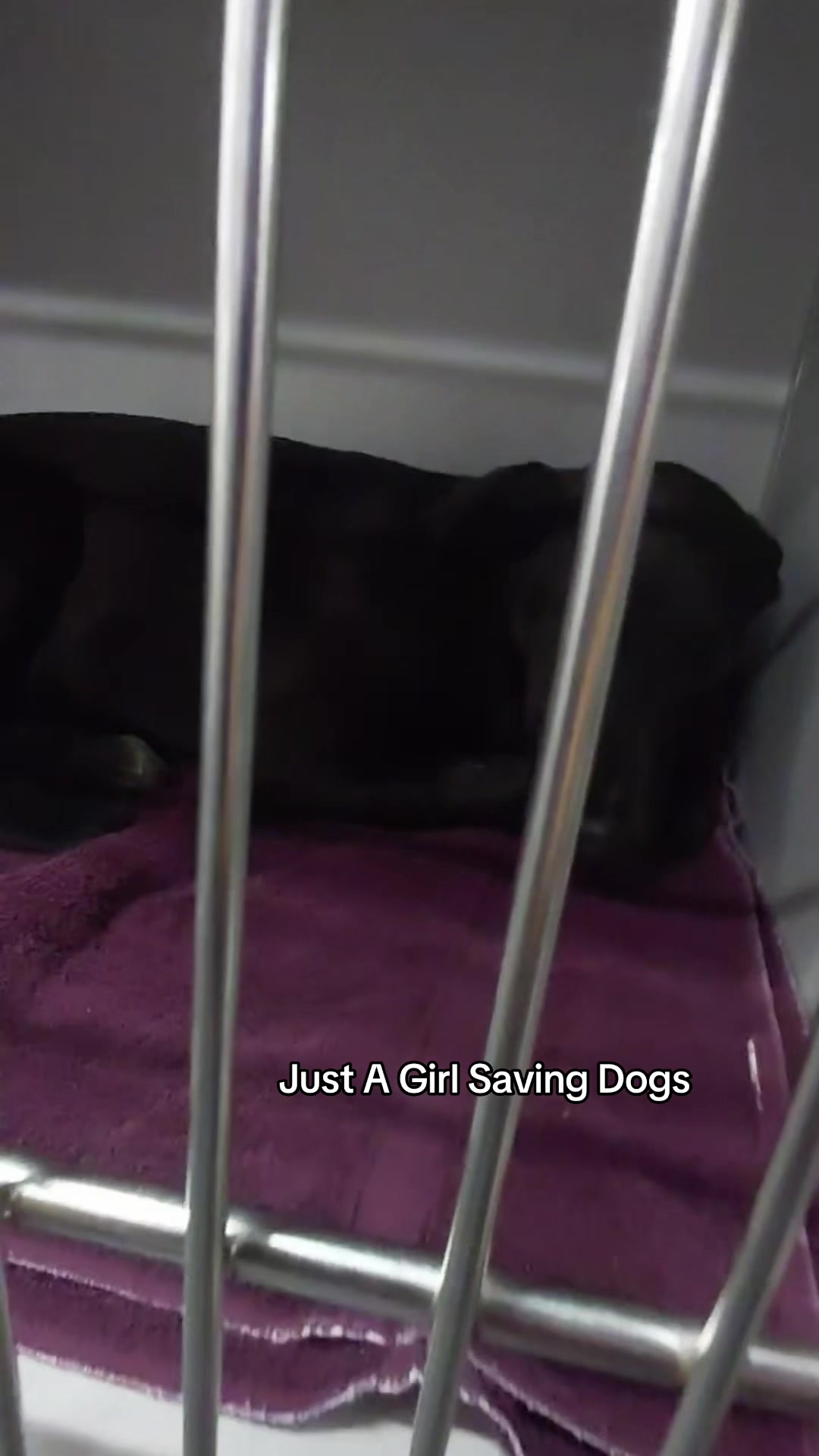 @Just A Girl Saving Dogs