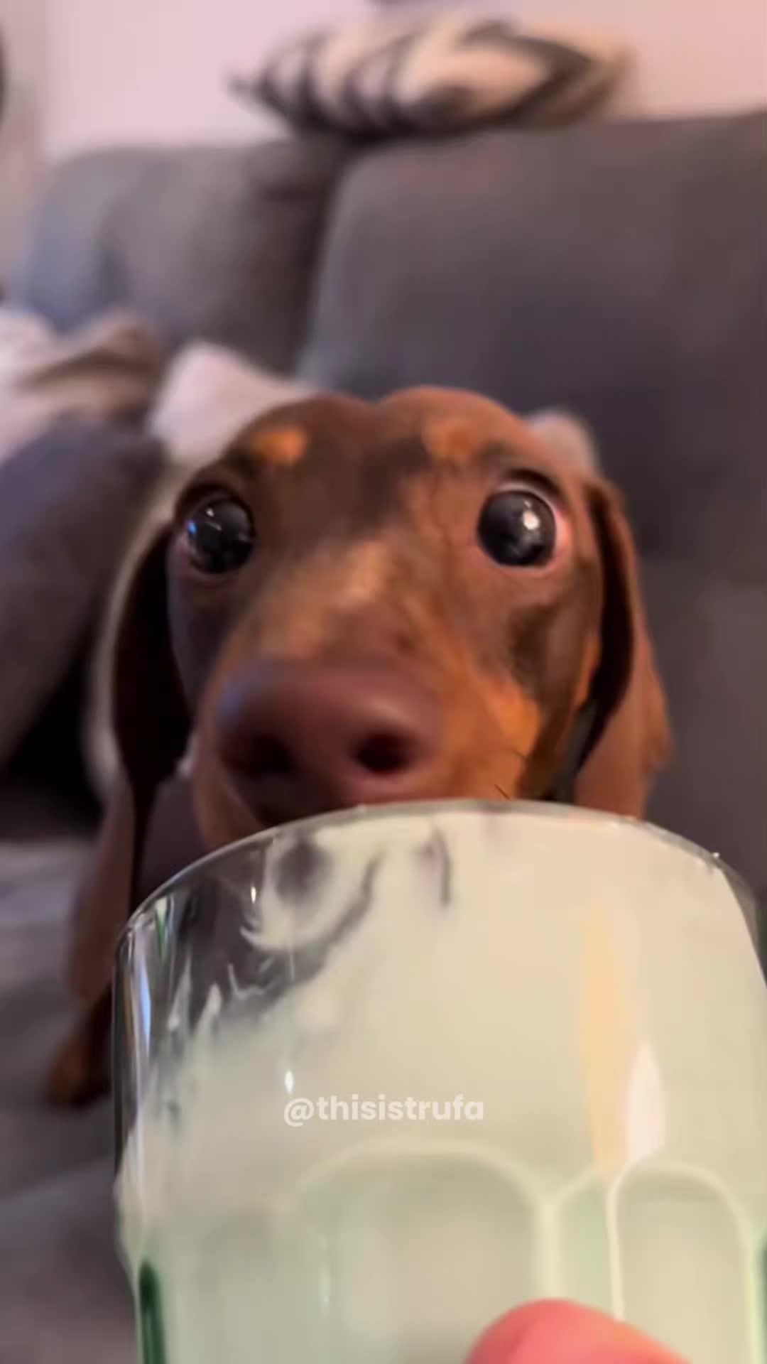 @PawblemsDaily