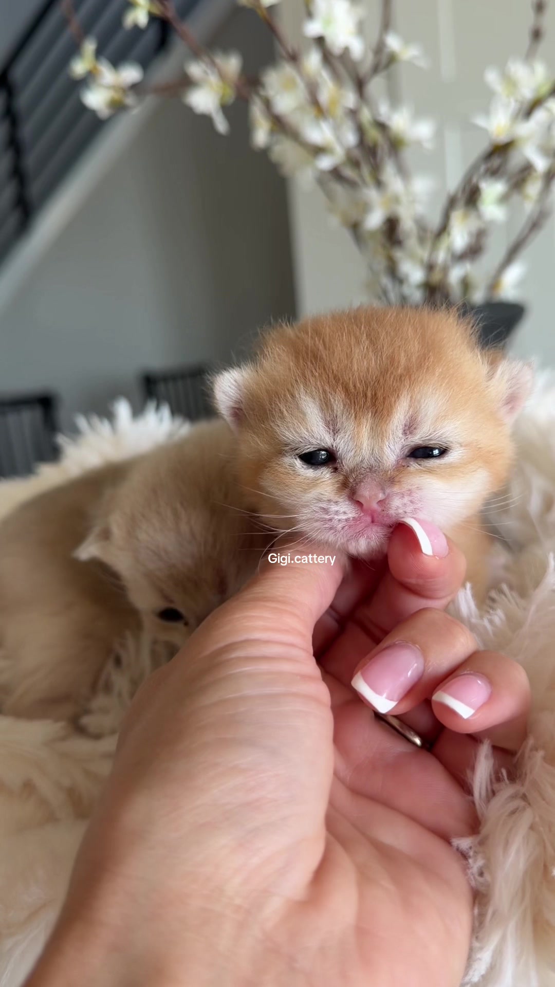 @gigi.cattery