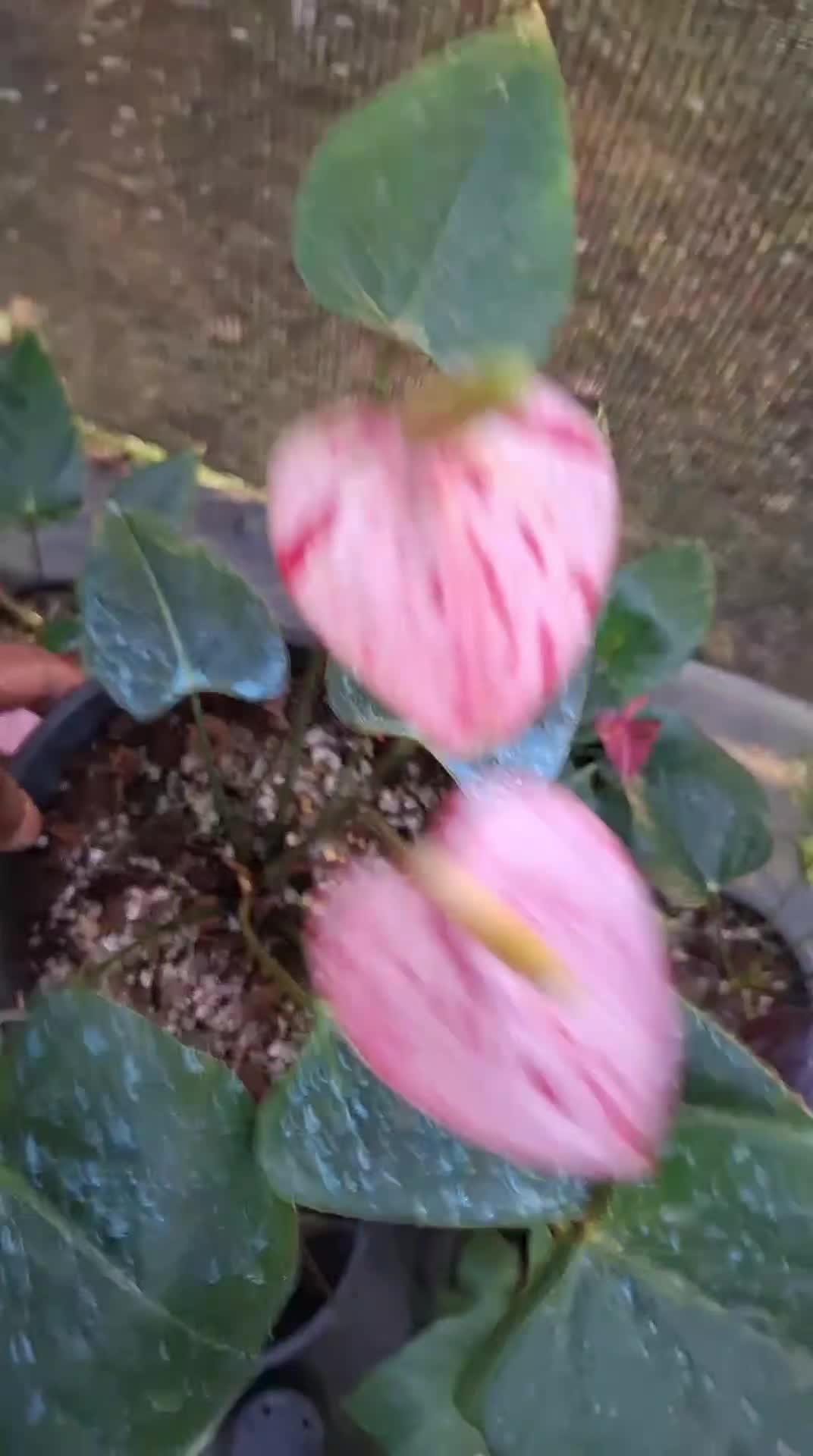 @The.secret.Garden.KKSFSCenter