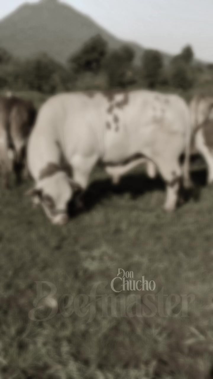 @BEEFMASTER DON CHUCHO
