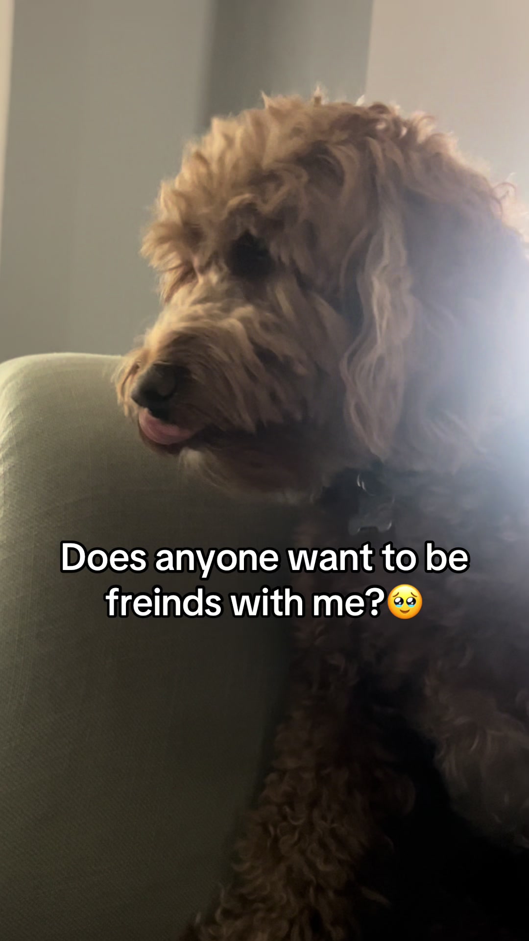@Goldendoodlelover