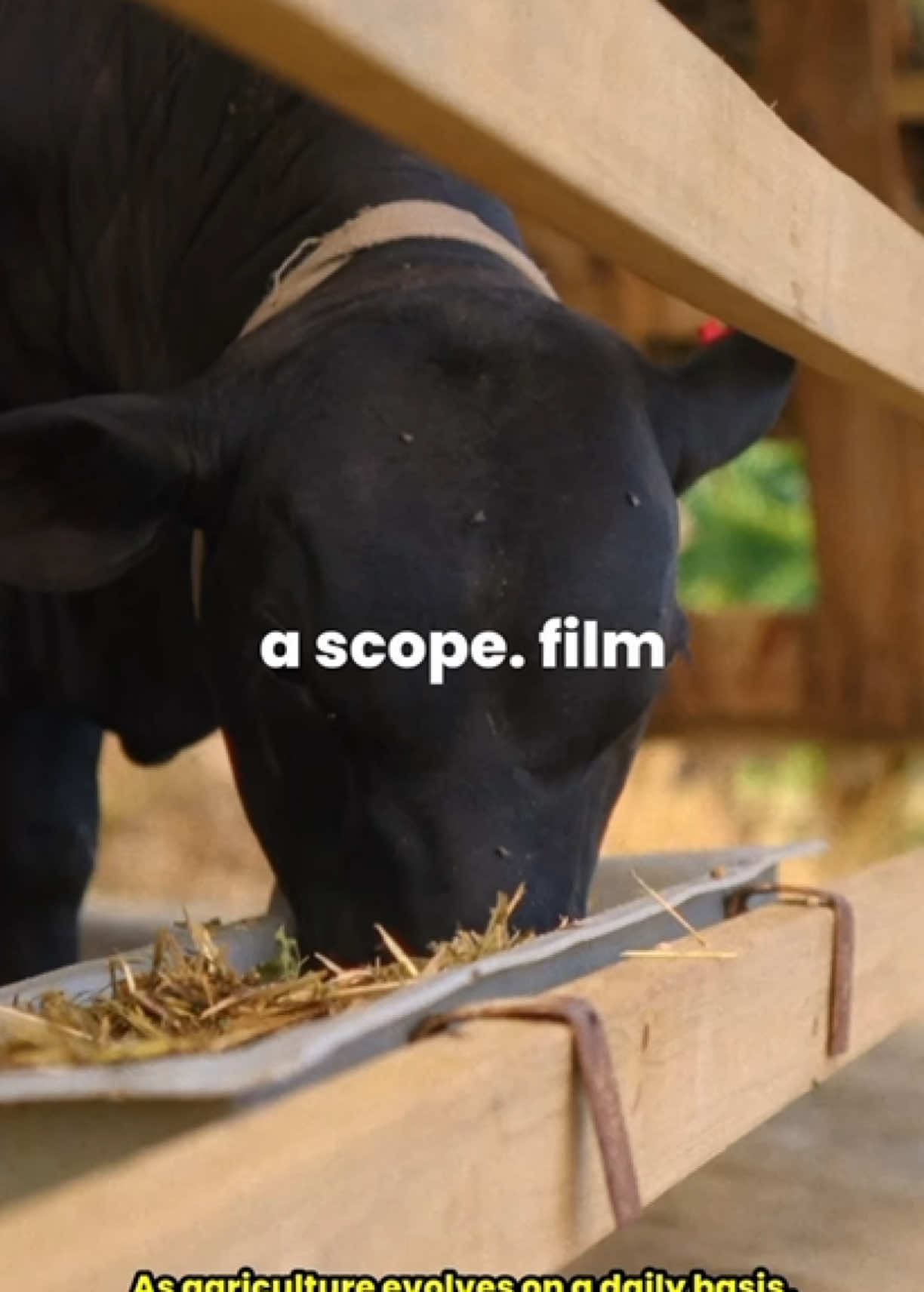 @Darnley Francis | Filmmaker
